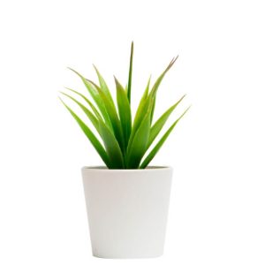Cacti Caca