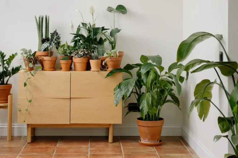 If you are new? Start with These 5 ‘Unkillable’ Houseplants