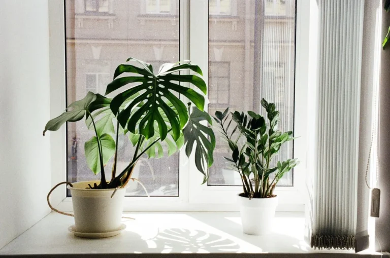 How to Style Your Space with Attractive Indoor Plant