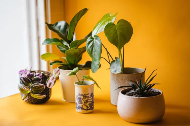 Preparing Your Balcony Garden for the Monsoon Season